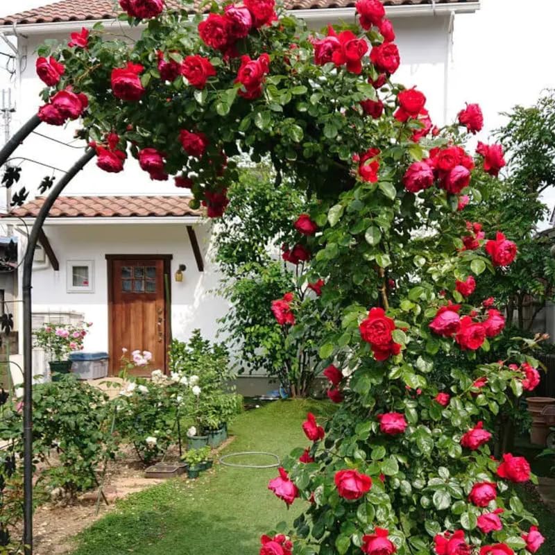Don Juan Live Rose Plant, Hardy Reblooming Rose Bush, 5-9 Inch Tall - Image 5