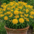 2 Yellow Milkweed Live Plants, Asclepias Tuberosa Perennial, 4-8 Inch Tall by Unknown