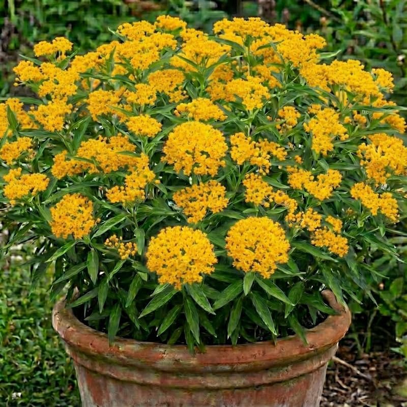 2 Yellow Milkweed Live Plants, Asclepias Tuberosa Perennial, 4-8 Inch Tall by Unknown