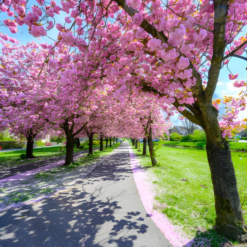 Kwanzan Cherry Tree Live Plant - Image 6