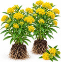 2 Pack Yellow Milkweed Asclepias Live Plants, 4-6 Inches Tall, Perennial Butterfly Milkweed Flowering Plants for Garden Beds and Containers by Unknown