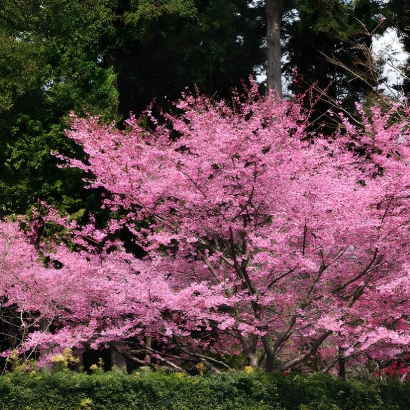 Okame Cherry Tree Live Plant - Image 4