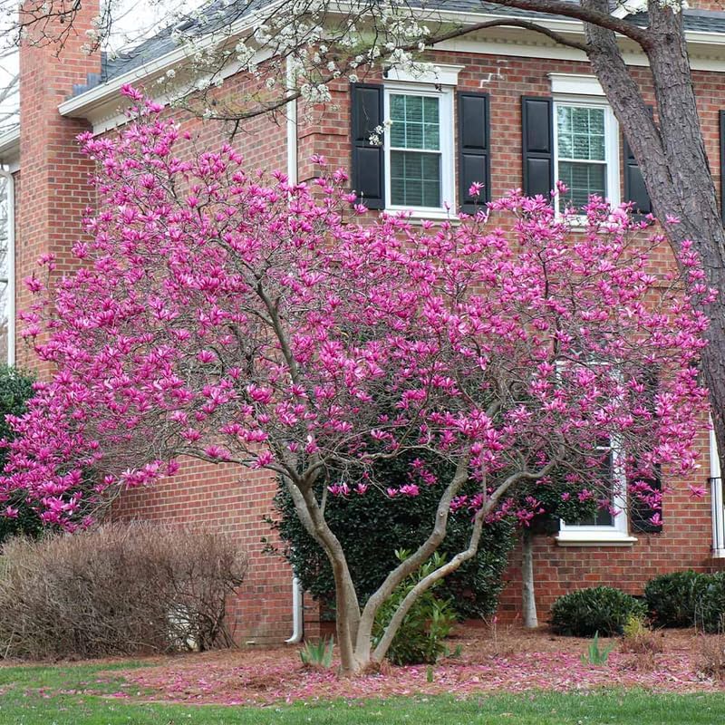 Jane Magnolia Live Plant, Garden Flower Tree, 12-18 Inch Tall, Gallon Pot - Image 5