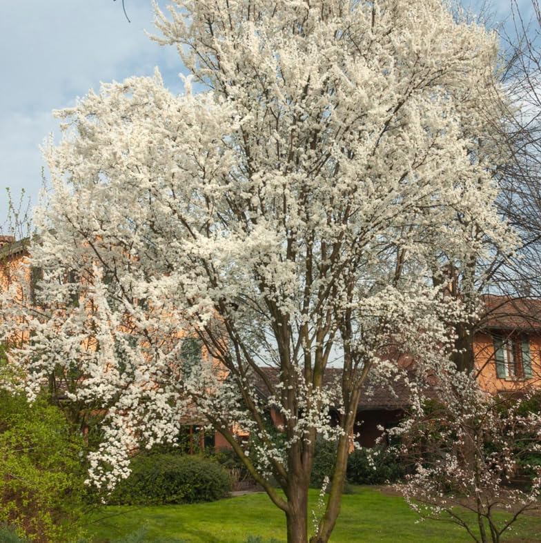 American Plum Tree - 6-12" Tall Live Plant - Image 5
