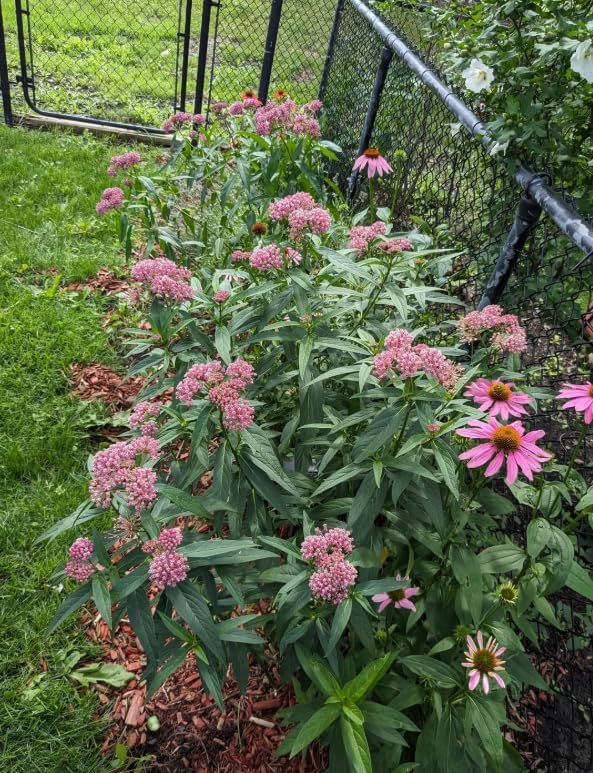 Set 2 Pink Milkweed Plants Live Perennial Asclepias Flower Plants Fragant Milkweed Flowers Well Rooted 4-7 Inch Tall - Image 4