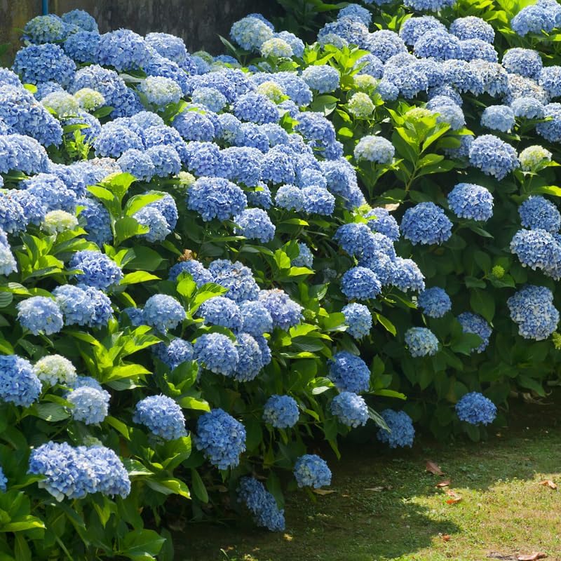 2 Nikko Blue Hydrangea Tree Live Plant, 2.5" Pot, Eye Catching Hydrangea Plant Live, Cold Hardy Perennial Flowering Shrub, for Gardens & Yard Borders - Image 3