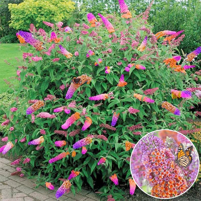 350+ Mix Butterfly Bush Flower Seeds for Planting - Perennial Flowering Shrub, Attracts Pollinators, Drought Tolerant, Ideal for Borders & Containers - Image 3