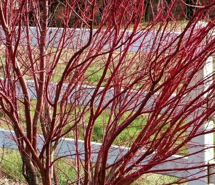 Red Twig Dogwood Shrub - Red Osier Bush - 12-18" Tall Live Plant - Image 7