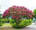 Pink Crape Myrtle Tree - 6-12" Tall Live Plant - Quart Pot by Unknown