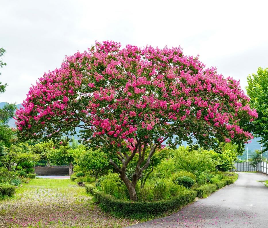 Pink Crape Myrtle Tree - 6-12" Tall Live Plant - Quart Pot by Unknown