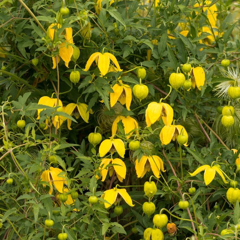 Yellow Clematis Vine Plant, Clematis Vine Plants Live in 2.5 Inch Pot - Image 4