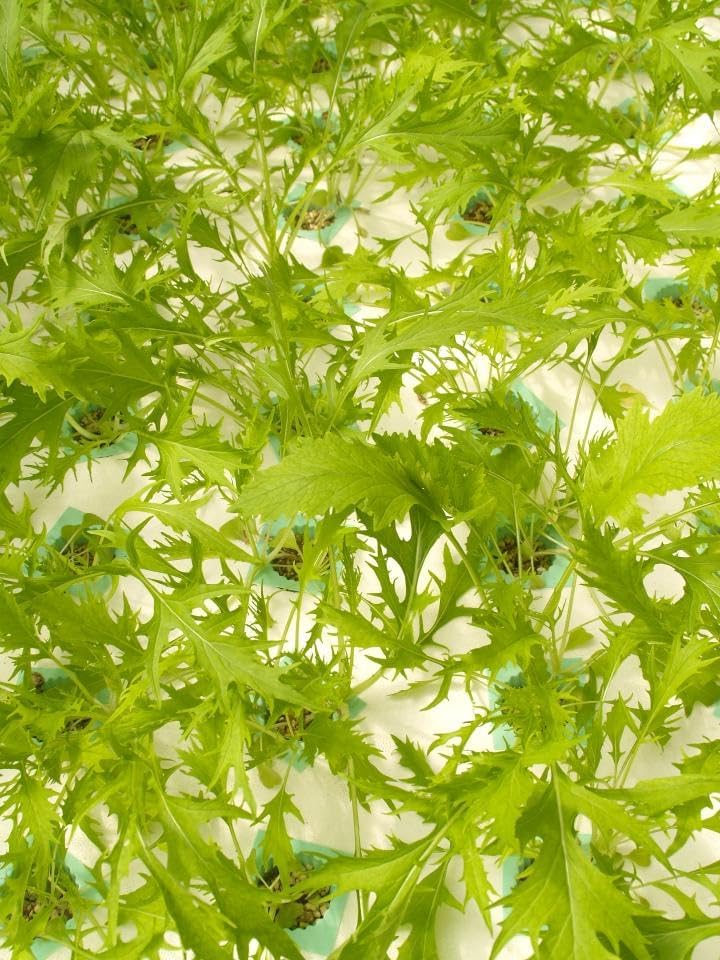 Asian Garden Vegetable 5000+++Seeds Collection for Fall Planting, Mixed Varieties gailan, tatsoi, GAI Choy, bok Choi, pak Choy, Lettuce...Cool Season Leafy Vegetables - Image 6