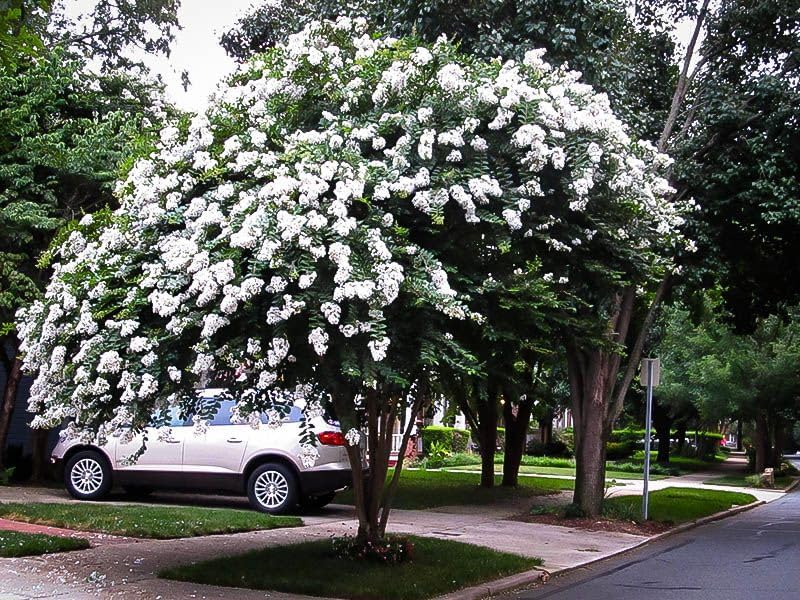 White Crape Myrtle Tree - 6-12" Tall Live Plant - Quart Pot - Image 5