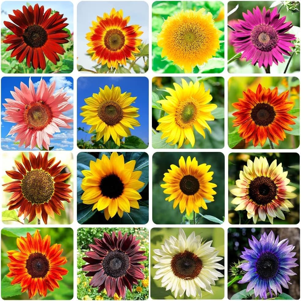 1000+ Sunflower Seeds for Planting Heirloom Non-GMO, Bulk Package of 15 Varieties Mix Seeds, Individually Packaged, Attracts Pollinators (Helianthus annuus) by Ficoszo