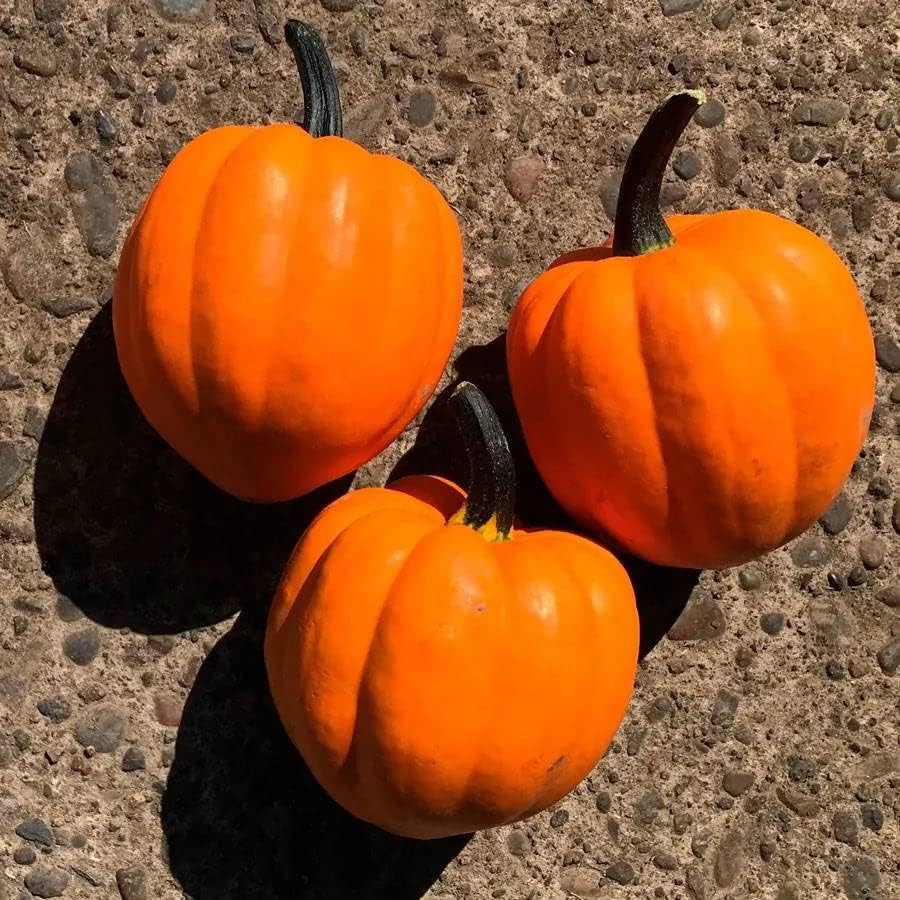 Park Seed Goldilocks F1 Acorn Squash Seeds – AAS Winner 2021, Bright Orange Fruits with Sweet Nutty Flavor, Compact Bush Habit, High Yields and Nutrient-Rich Flesh, Edible and Ornamental, Pack of 20 by ParkSeed