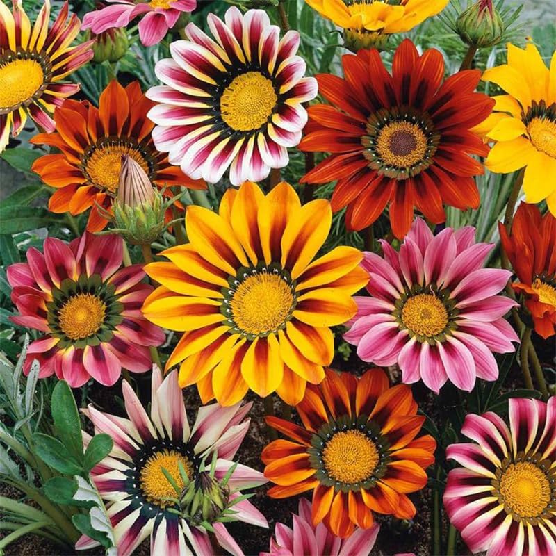 300+ Perennial Gazania Rigens Flower Seeds for Planting - Drought-Tolerant Ground Cover, Ideal for Rock Gardens & Borders, Attracts Pollinators, Low-Maintenance - Image 4