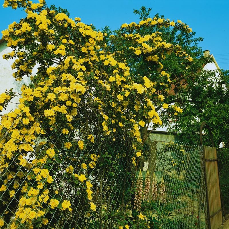 Yellow Climbing Roses Live Plant, Rose Bush Plant, 5-7 Inch Tall - Image 4