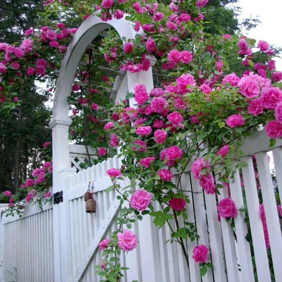 Climbing Roses Live Plants 5-8 "Tall 3" Pot, Heirloom Roses Climber Repeat Flowering, Vibrant Blooms, Hardy Shrub Outdoor Garden Flower (Pink) - Image 2