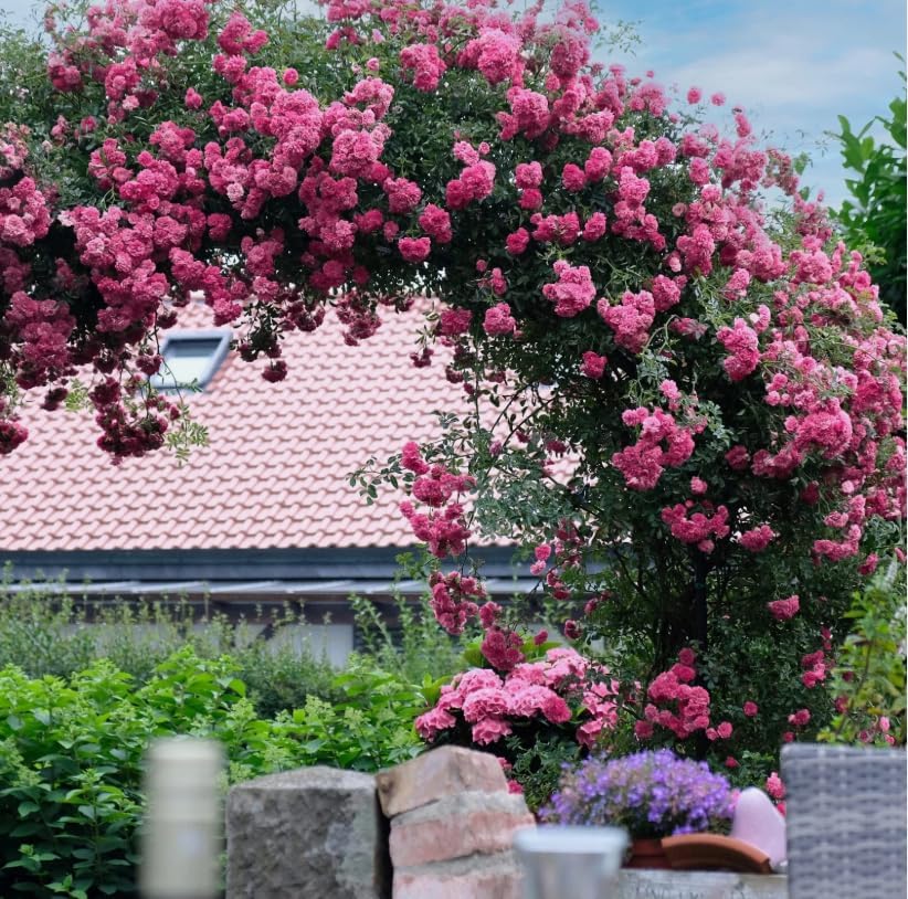 Climbing Roses Live Plants 5-8 "Tall 3" Pot, Heirloom Roses Climber Repeat Flowering, Vibrant Blooms, Hardy Shrub Outdoor Garden Flower (Pink) - Image 6