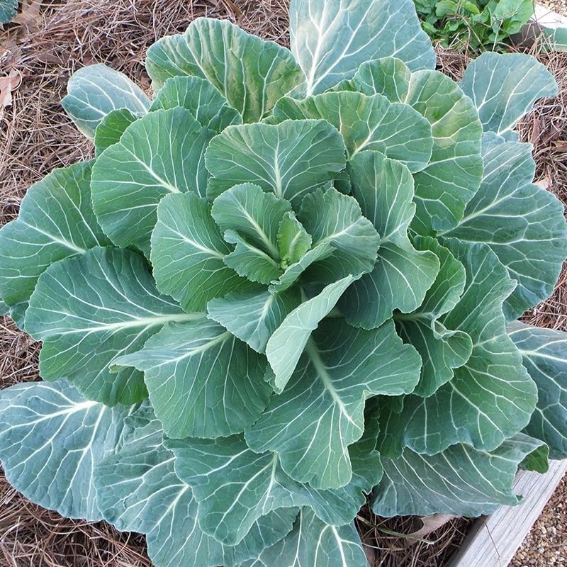 Georgia Southern Collard Greens (Brassica oleracea) Seeds, Non-GMO Heirloom for Planting, 2000 Fresh Seeds for Indoor and Outdoor Gardening – Tender, Flavorful Leaves for Extended Harvests - Image 6