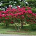 Red Crape Myrtle Shrub/Tree - 6-12" Tall Live Plant - Quart Pot by Unknown