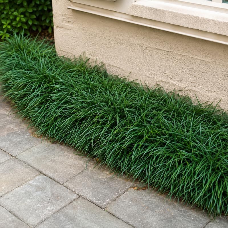 2 Mondo Grass Plants Live, 4-8" Tall (No Pot), Easy Care Ornamental Grass Plant, Low Maintenance Decorative Grasses, for Garden Borders & Landscape Accents - Image 3