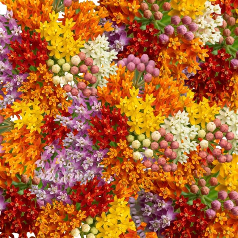 2 Random Milkweed Plants Live for Spring Planting, Butterfly Mikweed 4-8" in Tall, Asclepias Tuberosa Plants Bush for Perennial Flowers Outdoor Growing - Image 3