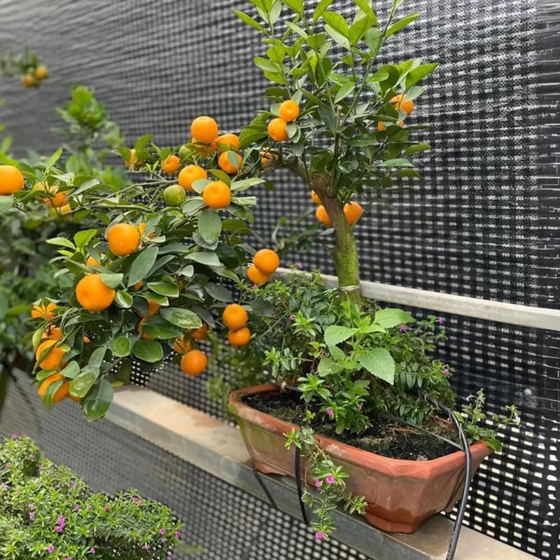 30+ Bonsai Orange Tree Seeds Dwarf Heirloom Bearing Bonsai Tree Fruit Garden - Image 4