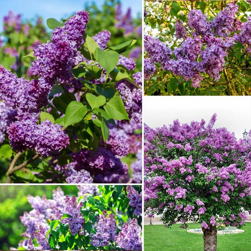 Purple Lilac Bush Live Plant, Hardy Fragrant Flower Shrub, 14-20 Inch Tall - Image 5