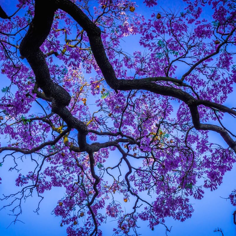 Purple Jacaranda Tree Plant Live, Ornamental Landscape Tree, 4-6 Inch Tall - Image 6
