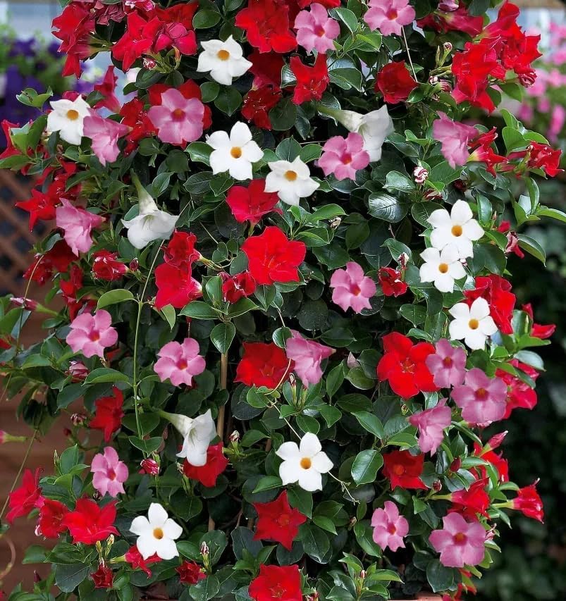 Set 4 Mixed Mandevilla Live Plant Dipladenia Mandevilla Vine Climbing Jasmine Bushes, Tropical Vines for Trellises, 4-6 Inch Tall - Image 5
