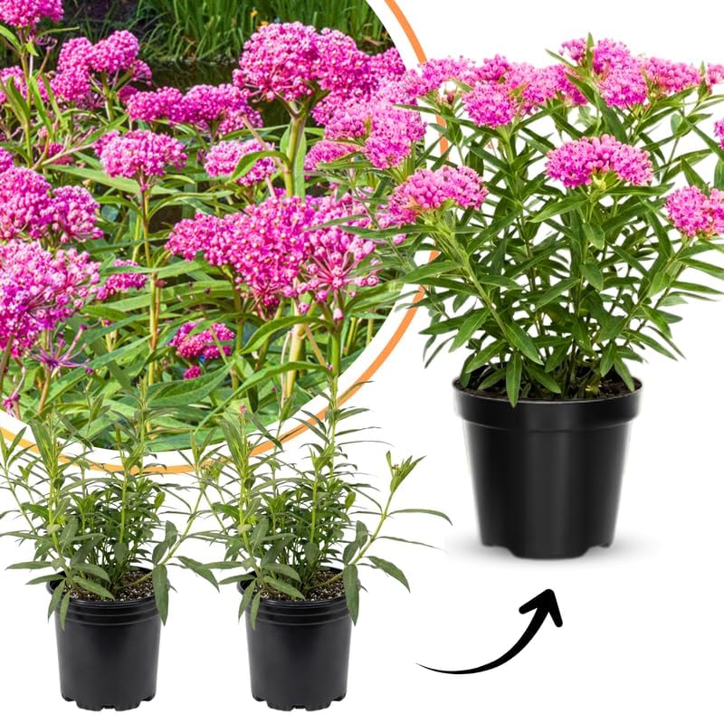 2 Pink Lemonade Blueberry Plants Live, Berry Tree Seedling, 5-7 Inch Tall - Image 5