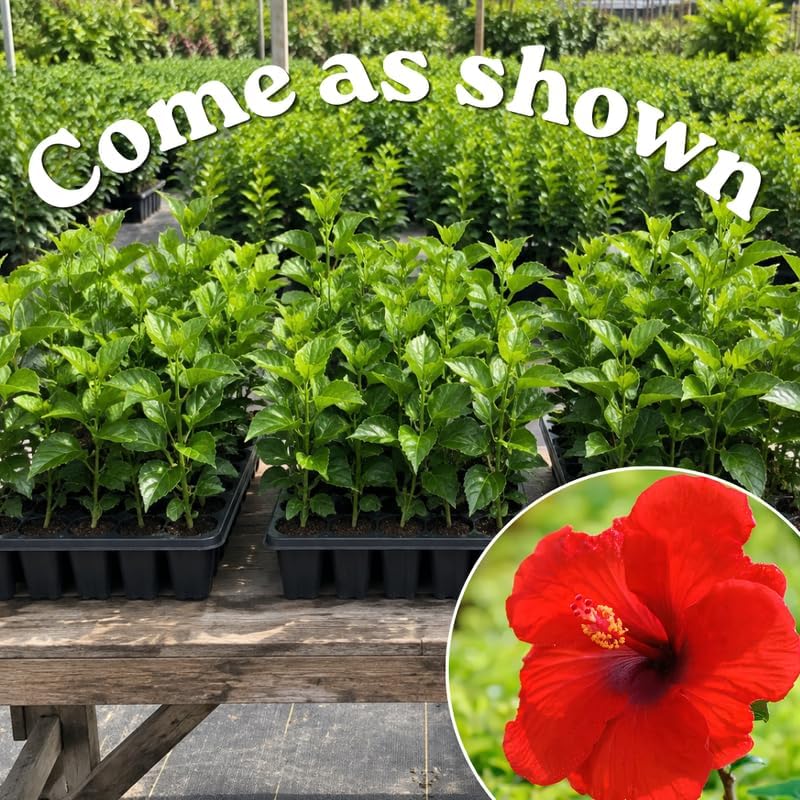 3 Hardy Hibiscus Live Plants, Flowering Shrub, Red Blooms, 4-7" - Image 3