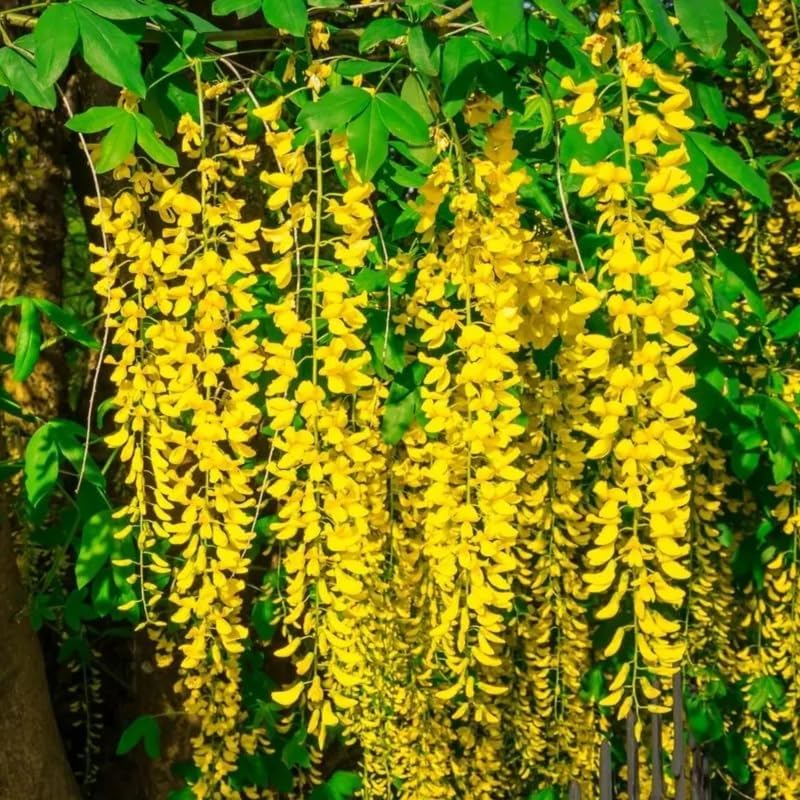 Yellow Golden Chain Tree Live Plant, Hardy Flowering Vine, 18-22 Inch Tall - Image 3