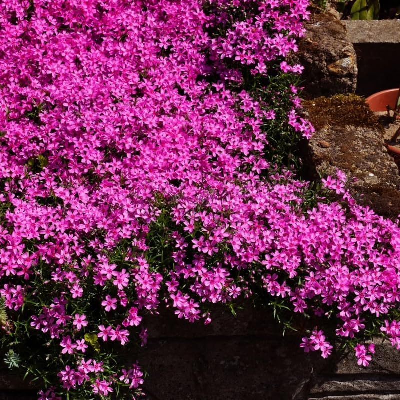 2 Pink Phlox Live Plants, Ground Cover Plant, 2-4 Inch Tall - Image 4