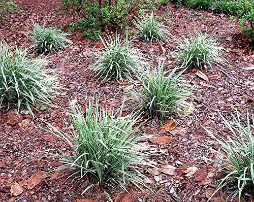 Perfect Plants Aztec Grass Liriope, 1 Gallon, Groundcover - Image 2