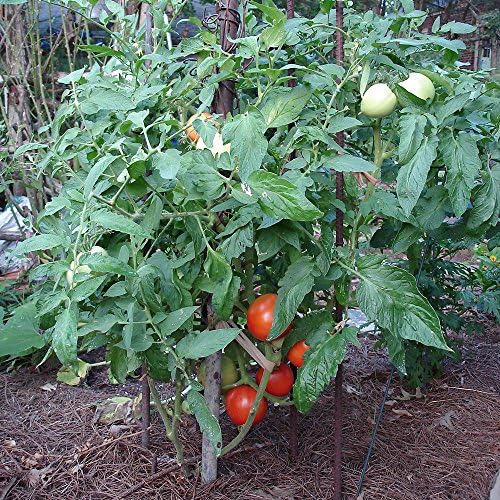 Bonnie Plants Bush Goliath Tomato, Live Plant, 19.3 oz., 4-Pack - Image 5
