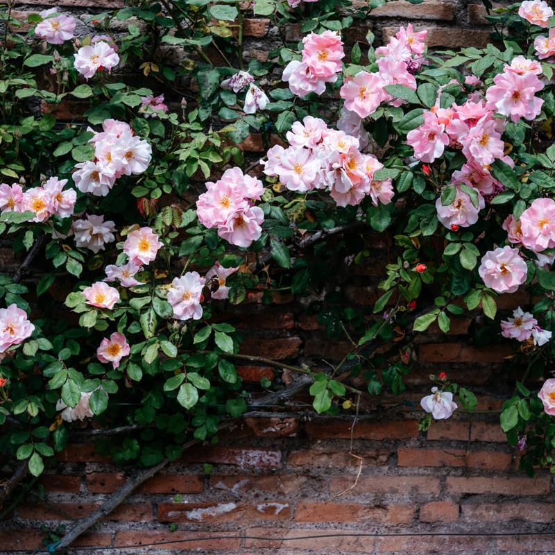Pink Climbing Rose Plant Live, Patio Container Rose Plant, 5-9 Inch Tall - Image 6