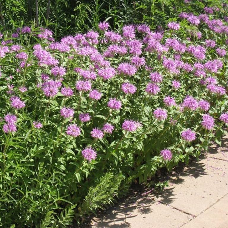 Set of 4 Live Flowering Bee Balm Plants – Vivid Pink Color - Monarda 'Bubblegum Blast' – Bright Pink Blooms – Attracts Butterflies & Bees – 4 Live Plug Plants (~4” Tall) NOT Potted – Perennial - Image 2