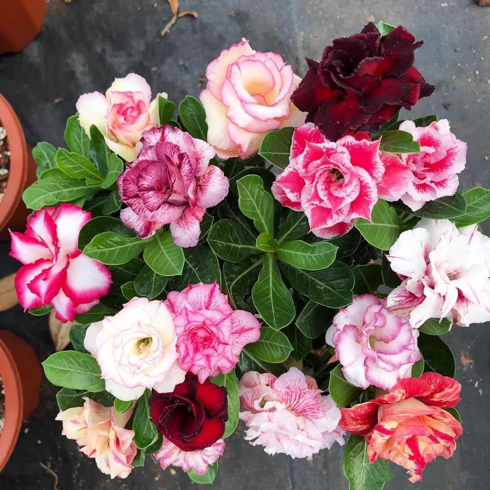 Desert Rose Seeds Mixed, Adenium Obesum, 80PCS Exotic Succulent Ornamental Flower Seeds, Drought Tolerant, for Home Garden, Balcony and Bonsai - Image 4