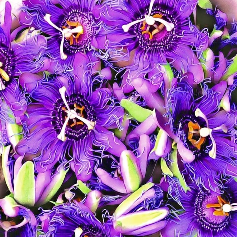 2 Deep Purple Passion Flower Live Plants, Passiflora Vine to Grow 5-7" Tall - Image 3