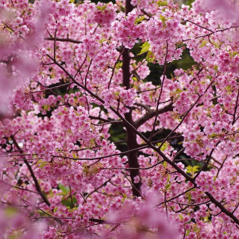 2 Okame Cherry Blossom Tree - Image 3