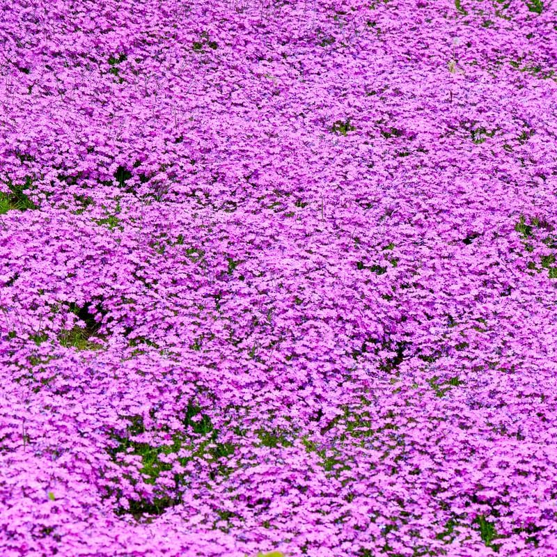 2 Pink Creeping Phlox Live Plants, Perennial Flowers, 4" Pot - Image 5
