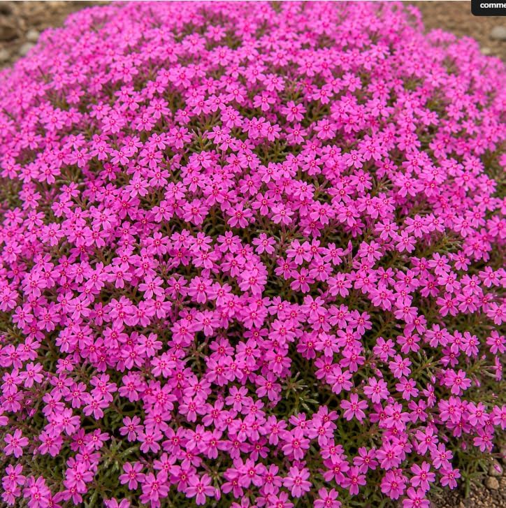 Pack of 3 Pink Creeping Phlox Live Plants in 4" Pot, Moss Phlox Ground Cover, Phlox Subulata Perennial Flowering Plants - Image 2