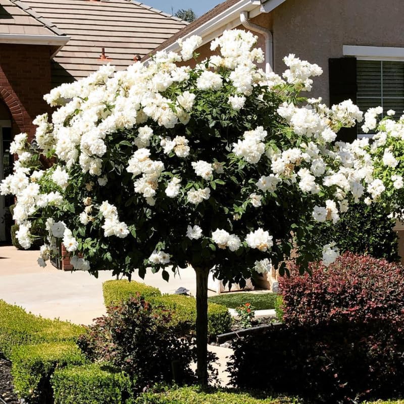 White Climbing Roses Live Plants, Fragrant Starter 5-9" Tall - Image 2