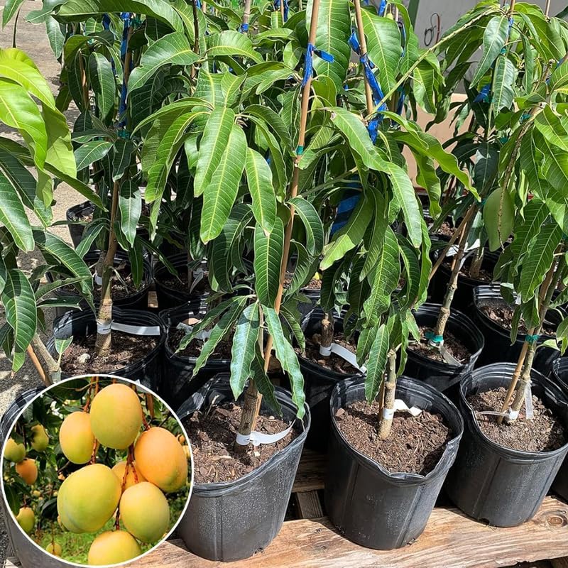 Sweet Mango Tree Live Plant, Tropical Fruit, 3 Gallon Pot - Image 5
