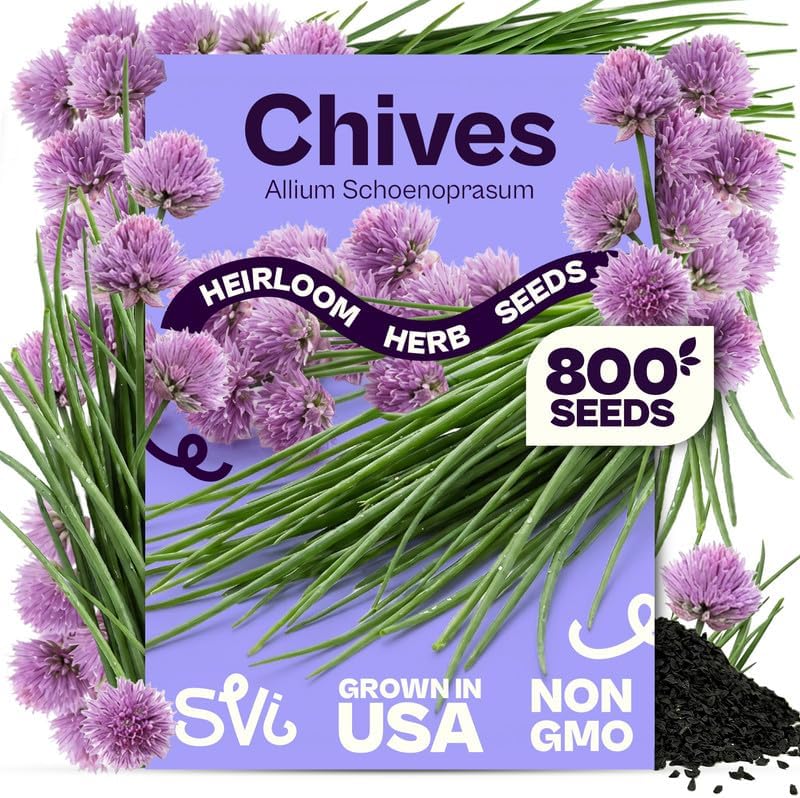 SVI 800 Chives Seeds (Allium schoenoprasum) – Onion Chives Seed Packets, Heirloom Perennial Herbs with Mild Onion Flavor – Culinary Herb Seeds for Home Garden, Containers, Indoor & Outdoor Herb Garden by SVI
