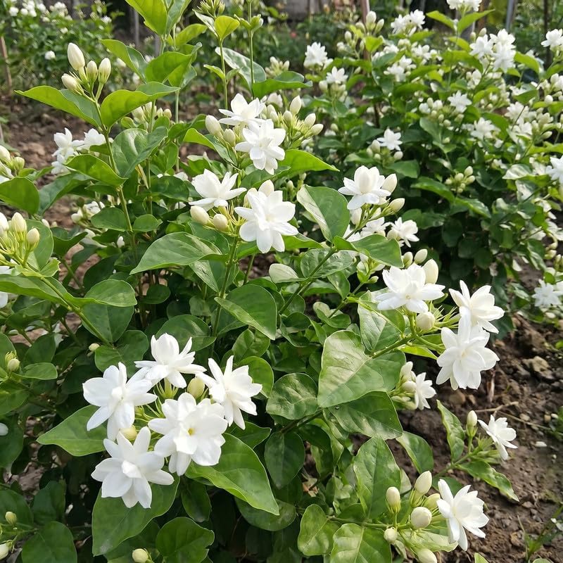 Maid of Orleans Jasmine Vine Live Plant, Patio Container Flower, 4-7 Inches - Image 2