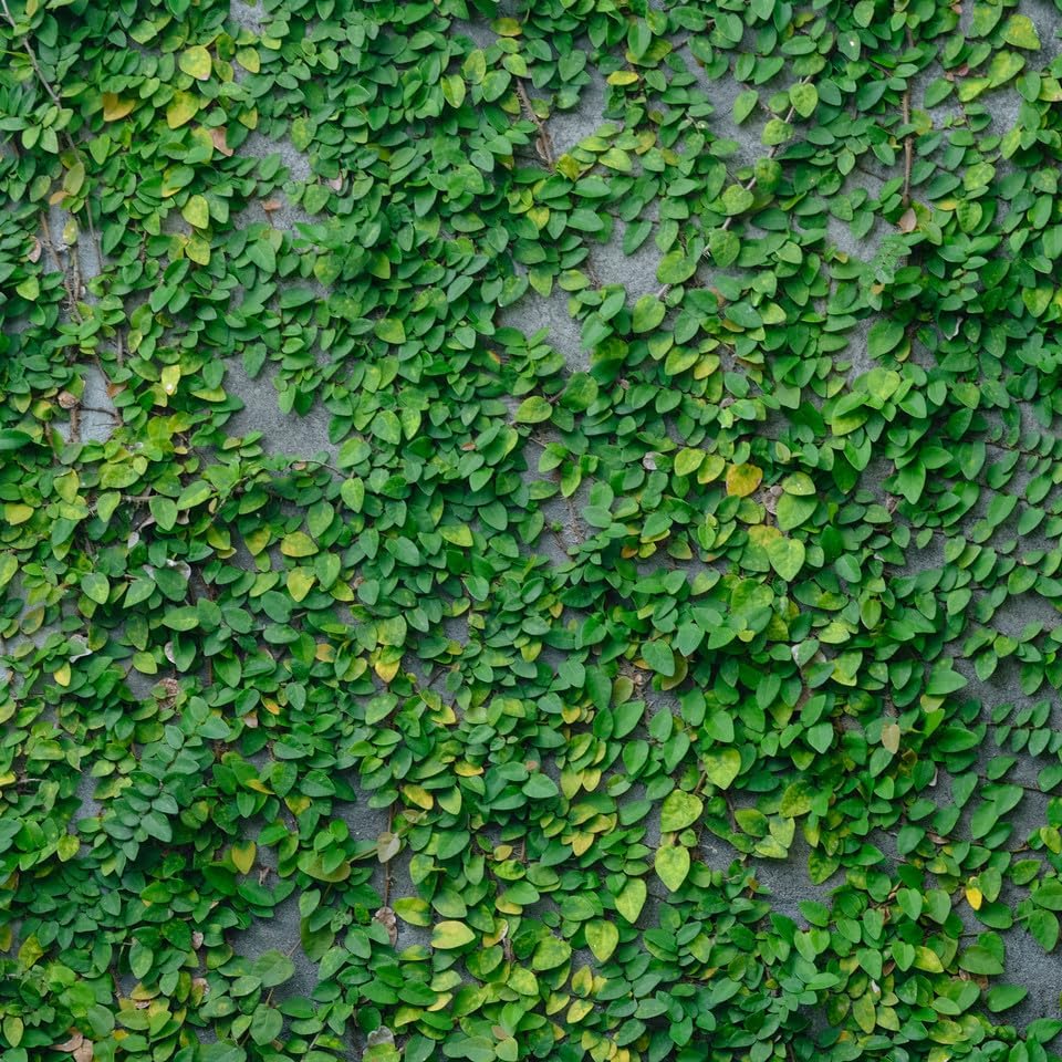 Creeping Fig Live Plants (5-9") - Pack of 2 (Two) - Ficus pumila Climbing Vine - Fast Growing Wall Coverage - Indoor Terrarium & Outdoor Garden - Self-Adhering Evergreen Foliage - Image 2