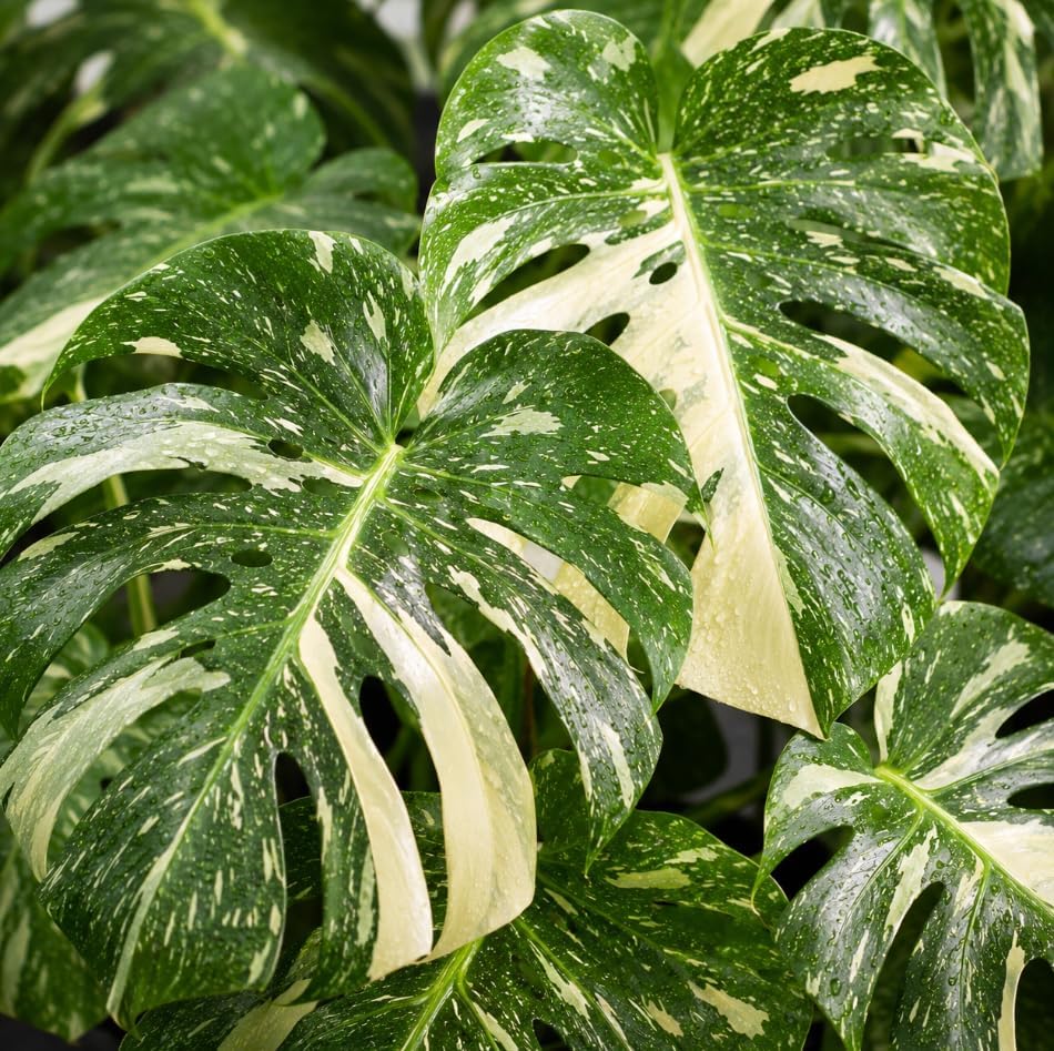 Variegated Monstera Live Plant, 4-7 Inches Tall, Philodendron Tropical Climbing Starter Houseplant for Indoor Pots, Shelves and Home Decor - Image 2